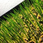 wheatgrass3-300x300